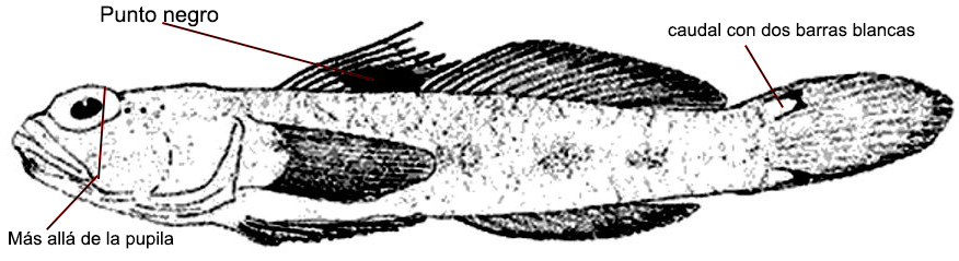 Vanneaugobius pruvoti_01.jpg